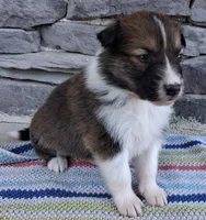 Winton, a male Collie for sale in Denver, CO – 3 of 3