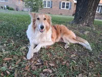 Indie, a female Collie for sale in Denver, CO – 7 of 8
