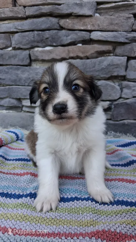 Chloe, a female Collie for sale in Denver, CO – 1 of 3