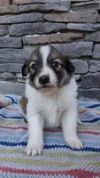 Chloe, a female Collie for sale in Denver, CO – 1 of 3