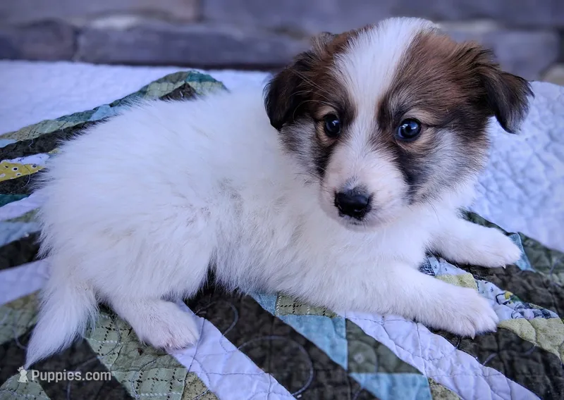 Lucky – Collie puppy for sale in Denver, CO