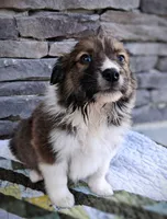 Winton, a male Collie for sale in Denver, CO – 9 of 9