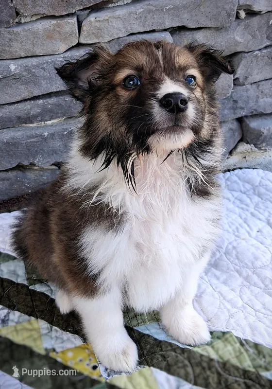Winton – Collie puppy for sale in Denver, CO