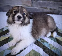 Indie, a female Collie for sale in Denver, CO – 5 of 8