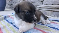 Snickers, a male Collie for sale in Denver, CO – 3 of 3