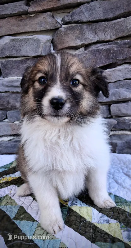 Indie – Collie puppy for sale in Denver, CO
