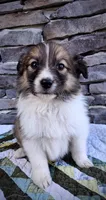Indie, a female Collie for sale in Denver, CO – 1 of 8