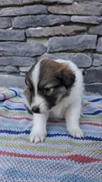 Chloe, a female Collie for sale in Denver, CO – 3 of 3