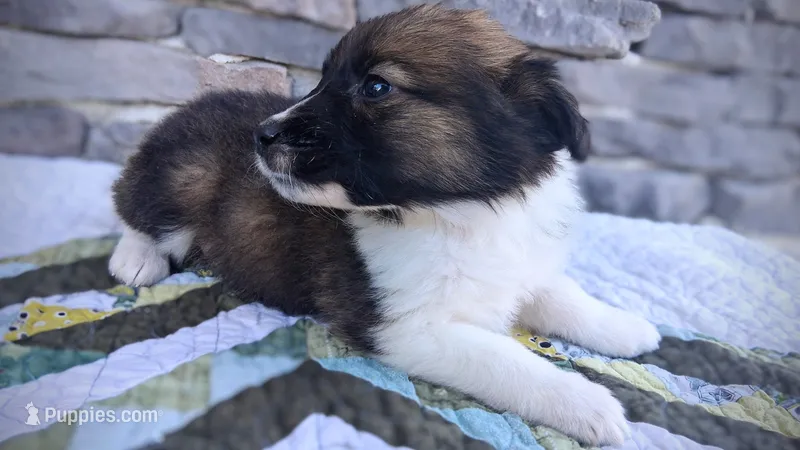 Snickers – Collie puppy for sale in Denver, CO