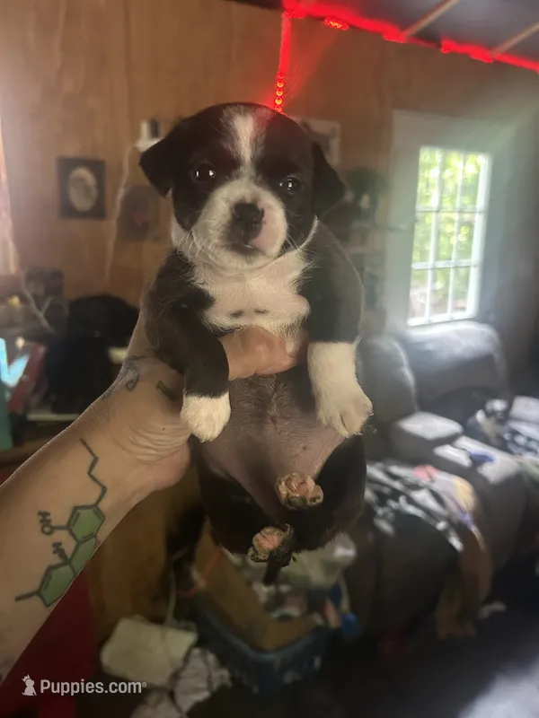 Wind – Xoloitzcuintli, Chihuahua puppy for sale in Potosi, MO
