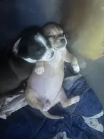 Wind, a female Xoloitzcuintli and Chihuahua for sale in Potosi, MO – 2 of 2