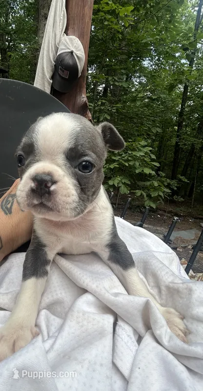 Sydney  – Boston Terrier puppy for sale in Potosi, MO