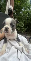 Sydney , a female Boston Terrier for sale in Potosi, MO – 1 of 4