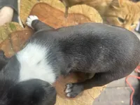 Midnight, a male Boston Terrier for sale in Potosi, MO – 2 of 3