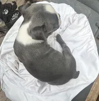 Sydney , a female Boston Terrier for sale in Potosi, MO – 3 of 4