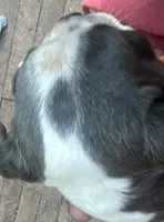Chance, a male Boston Terrier for sale in Potosi, MO – 3 of 4