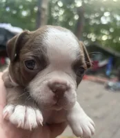 Jane, a female Boston Terrier for sale in Potosi, MO – 3 of 5