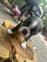 Midnight, a male Boston Terrier for sale in Potosi, MO – 3 of 3