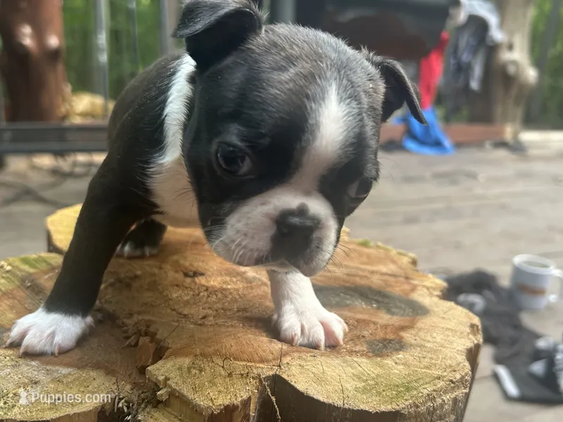 Midnight – Boston Terrier puppy for sale in Potosi, MO