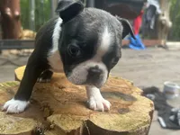 Midnight, a male Boston Terrier for sale in Potosi, MO – 1 of 3