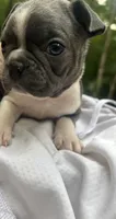 Tony, a male Boston Terrier for sale in Potosi, MO – 3 of 6