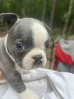 Sydney , a female Boston Terrier for sale in Potosi, MO – 4 of 4