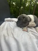 Tony, a male Boston Terrier for sale in Potosi, MO – 2 of 6