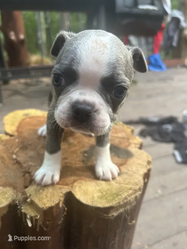 Chance – Boston Terrier puppy for sale in Potosi, MO