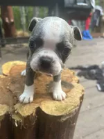 Chance, a male Boston Terrier for sale in Potosi, MO – 1 of 4