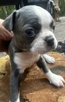 Chance, a male Boston Terrier for sale in Potosi, MO – 4 of 4