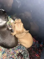Clover , a female Xoloitzcuintli and Chihuahua for sale in Potosi, MO – 5 of 5