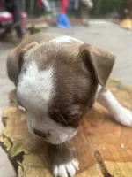 Summer, a female Boston Terrier for sale in Potosi, MO – 2 of 5