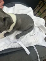 Tony, a male Boston Terrier for sale in Potosi, MO – 5 of 6