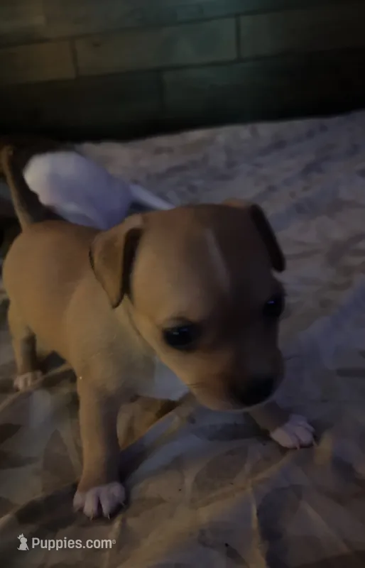 Clover  – Xoloitzcuintli, Chihuahua puppy for sale in Potosi, MO