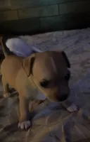Clover , a female Xoloitzcuintli and Chihuahua for sale in Potosi, MO – 1 of 5