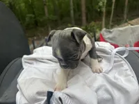 Tony, a male Boston Terrier for sale in Potosi, MO – 4 of 6