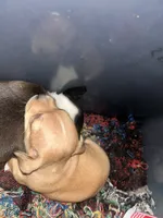 Clover , a female Xoloitzcuintli and Chihuahua for sale in Potosi, MO – 3 of 5