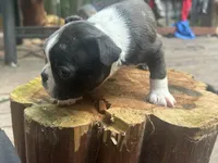 Chance, a male Boston Terrier for sale in Potosi, MO – 2 of 4