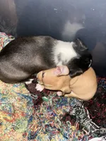 Clover , a female Xoloitzcuintli and Chihuahua for sale in Potosi, MO – 4 of 5
