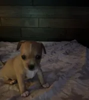 Clover , a female Xoloitzcuintli and Chihuahua for sale in Potosi, MO – 2 of 5