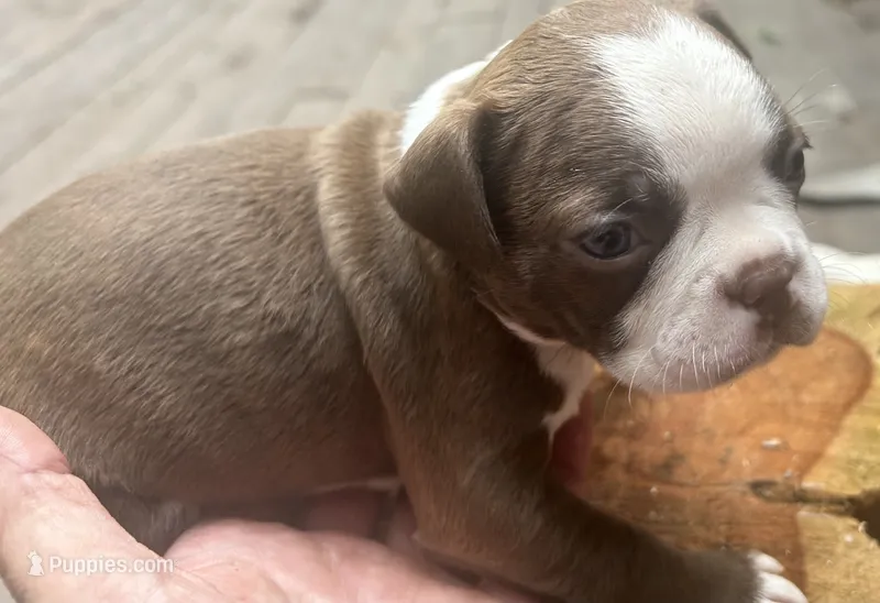 Summer – Boston Terrier puppy for sale in Potosi, MO