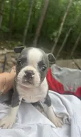 Sydney , a female Boston Terrier for sale in Potosi, MO – 2 of 4