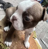 Summer, a female Boston Terrier for sale in Potosi, MO – 4 of 5