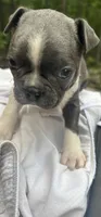 Tony, a male Boston Terrier for sale in Potosi, MO – 1 of 6