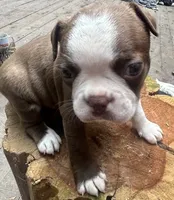 Jane, a female Boston Terrier for sale in Potosi, MO – 4 of 5