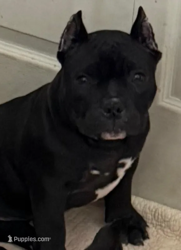 Penelope  – American Bully puppy for sale in Aliquippa, PA