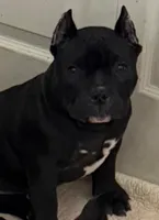 Penelope , a female American Bully for sale in Aliquippa, PA – Photo 1 of 4