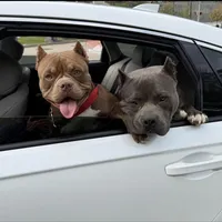 Penelope , a female American Bully for sale in Aliquippa, PA – Photo 3 of 4