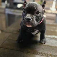 Penelope , a female American Bully for sale in Aliquippa, PA – Photo 2 of 4