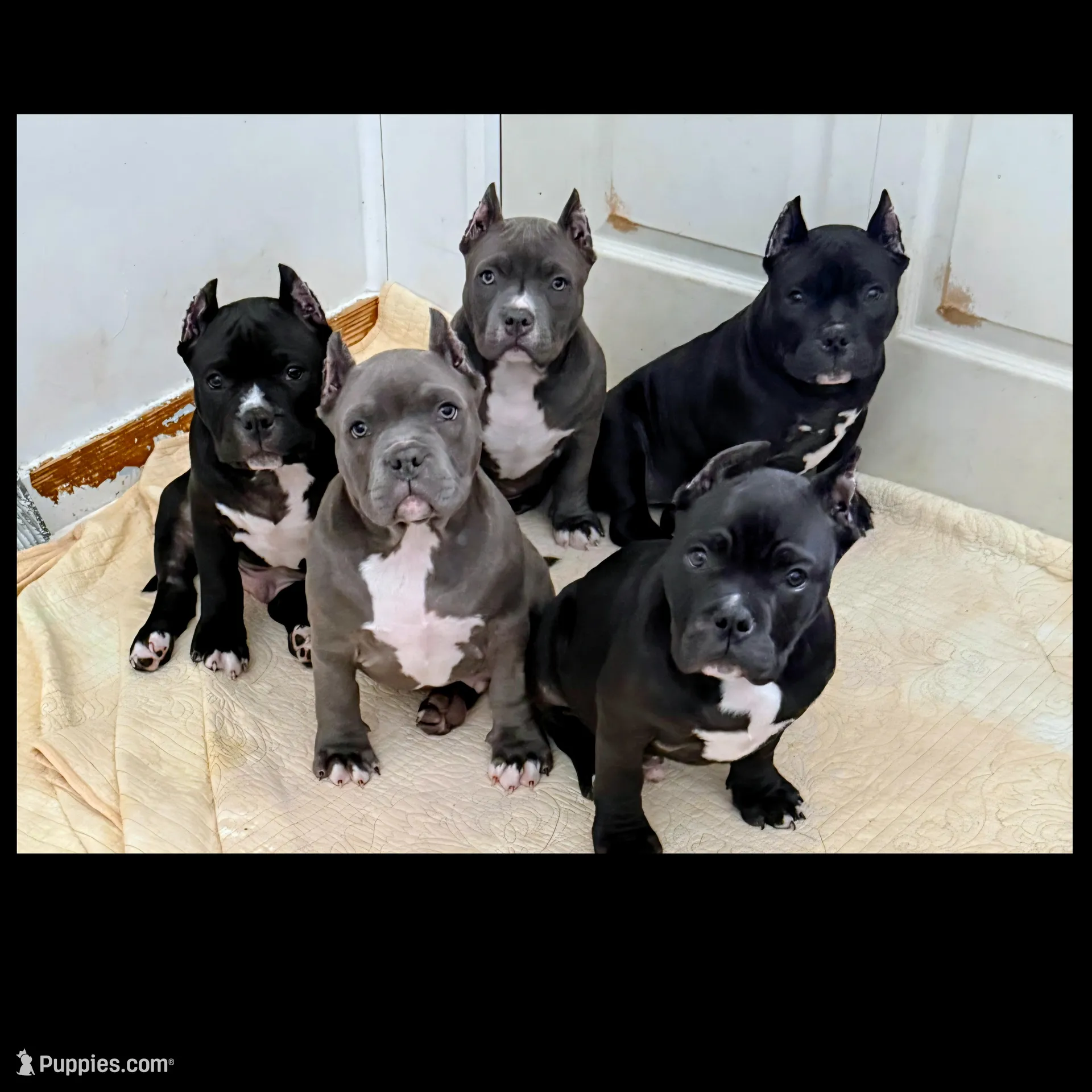 Penelope , a female American Bully for sale in Aliquippa, PA – Photo 4 of 4